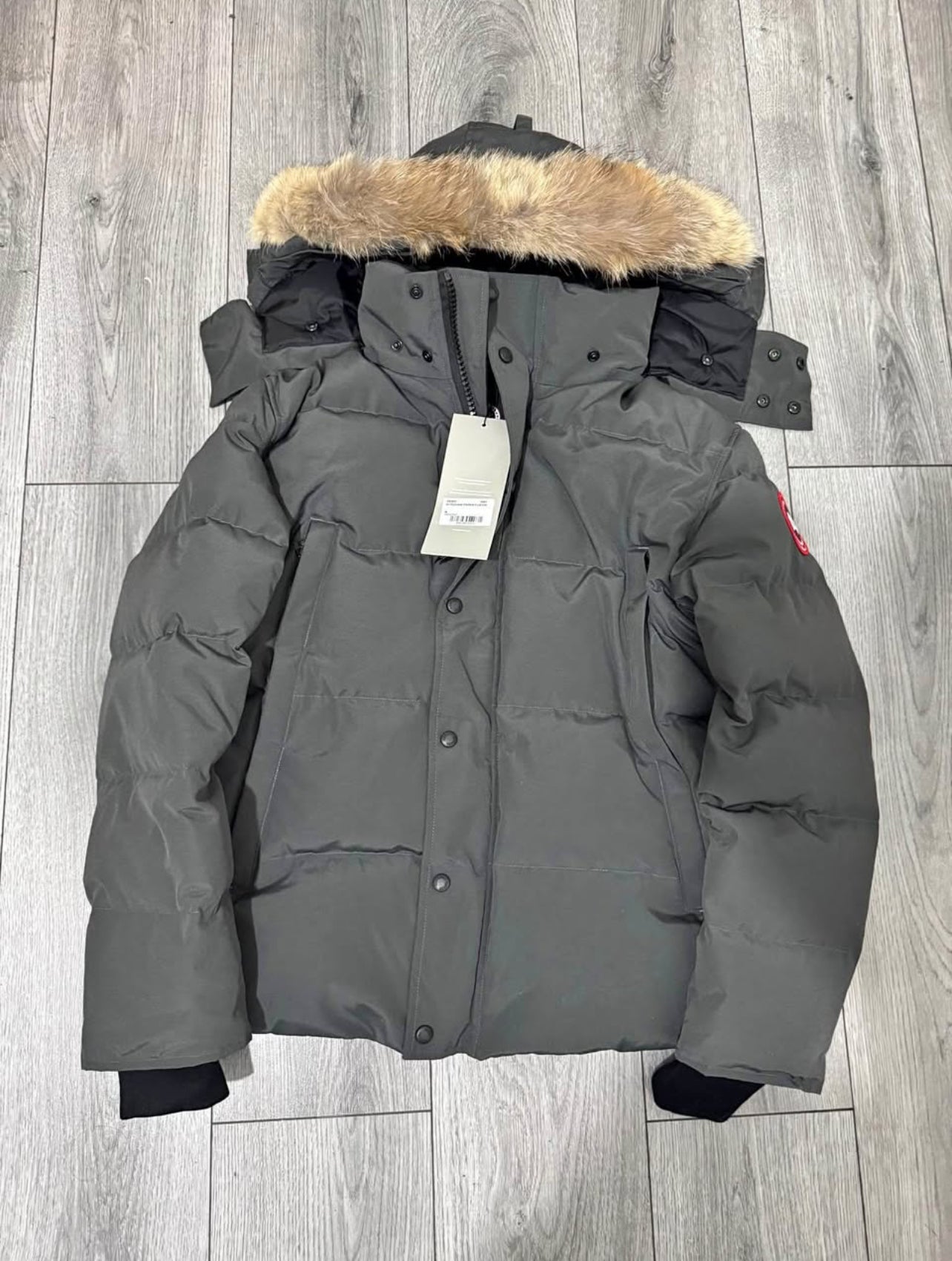 Canada goose Wyndham , Grey